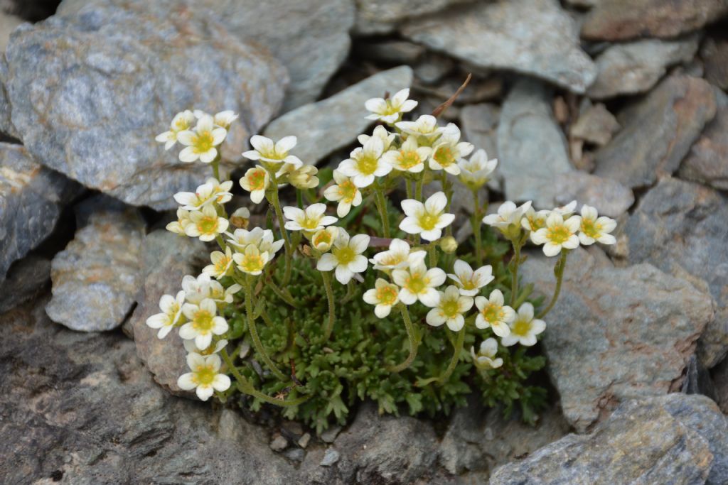 Saxifraga exarata